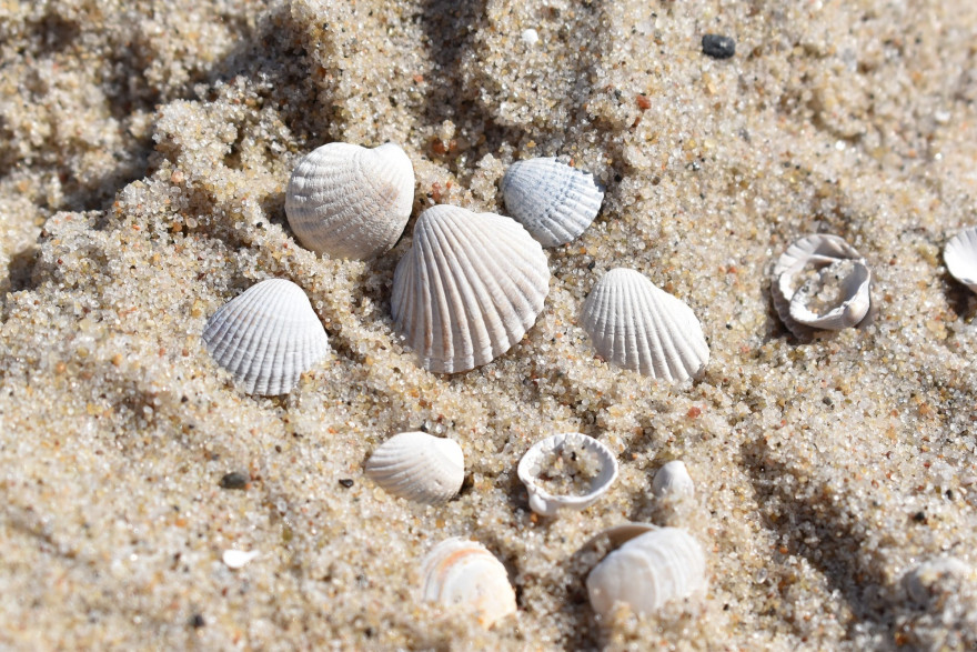 Des coquillages sur du sable fin (illustration).