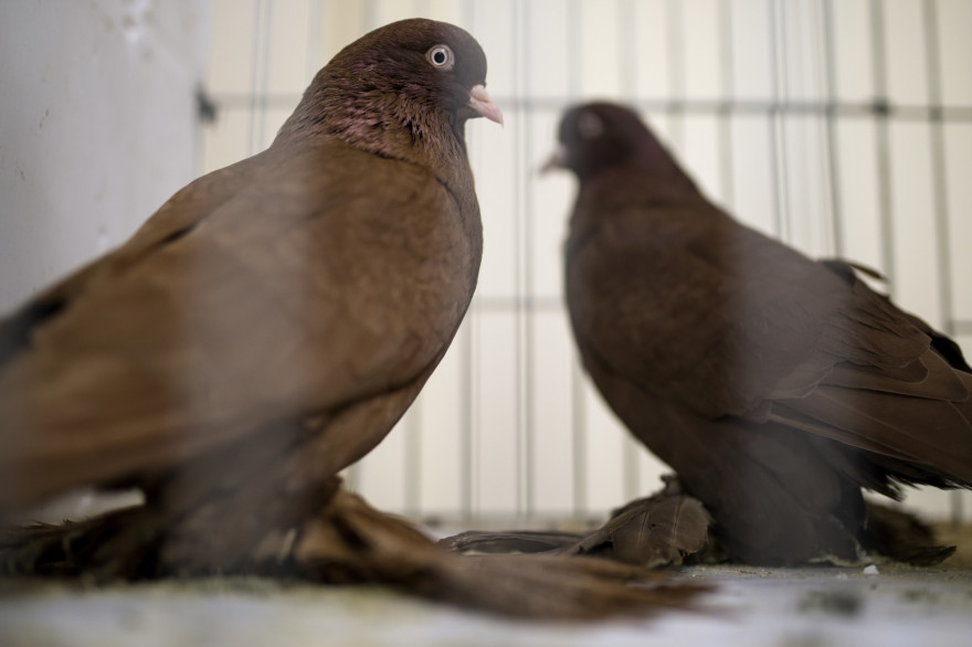 Des pigeons de course en Angleterre (illustration)