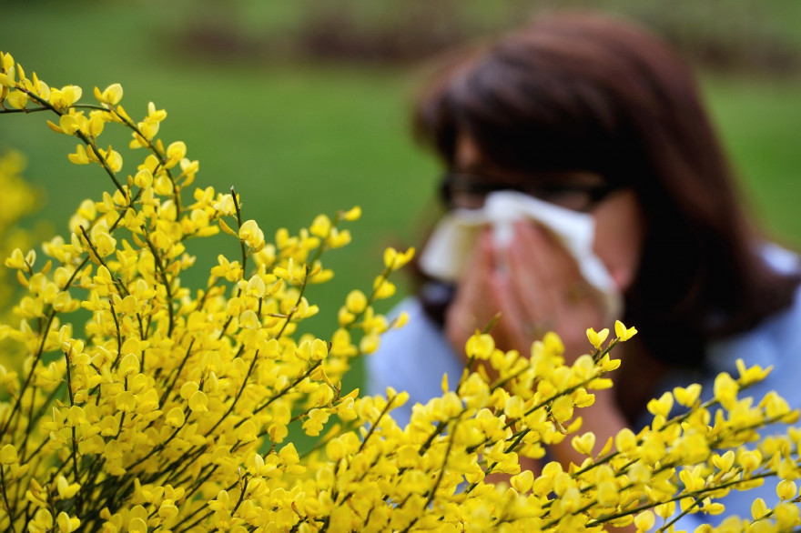 Les pics de dispersion des pollens dans l'air sont prévus au moment du déconfinement.