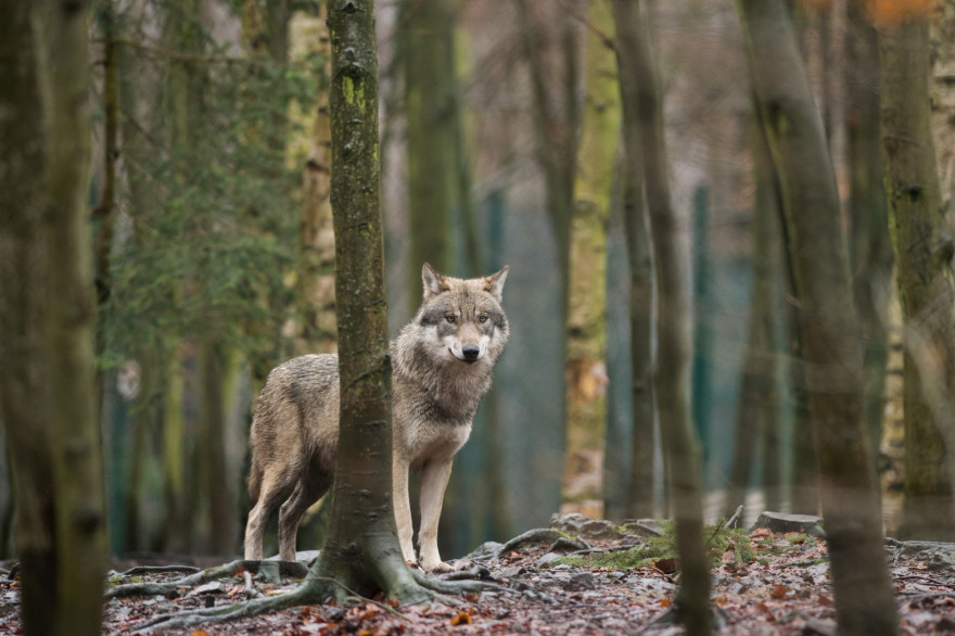 Un loup (photo d'illustration).