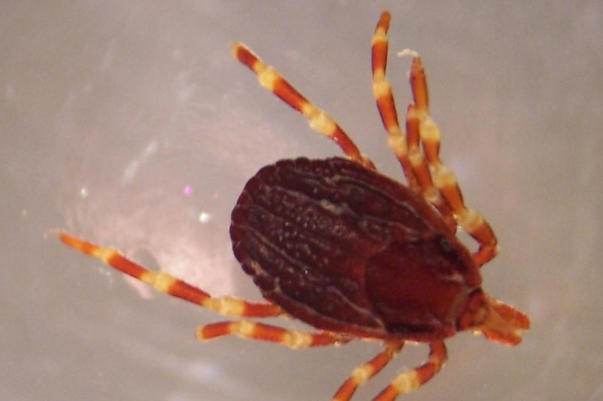 Une tique Hyalomma marginatum, appelée à pattes rayées.