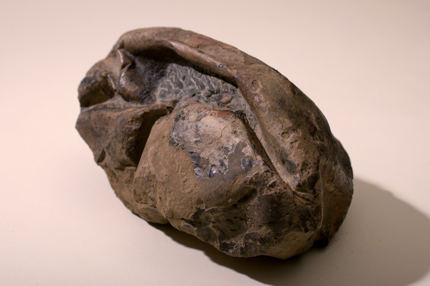 Un œuf fossile découvert en Antarctique, semblable à un ballon de rugby, date de l'époque des tyrannosaures.