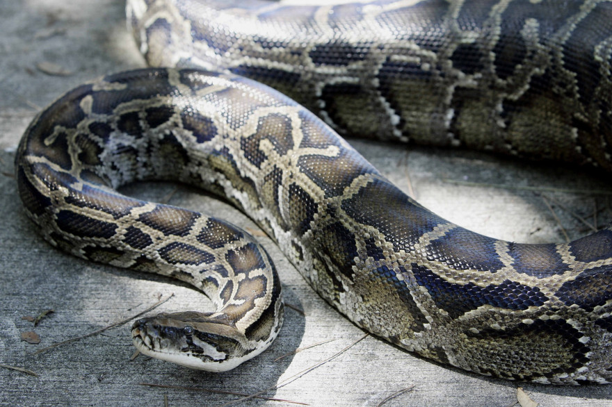 Un python géant (illustration)