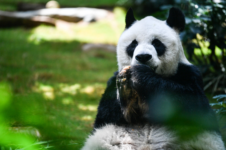 Un panda géant (illustration)