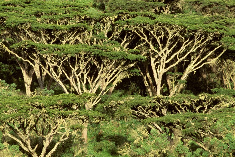 Une forêt en Afrique (illustration)