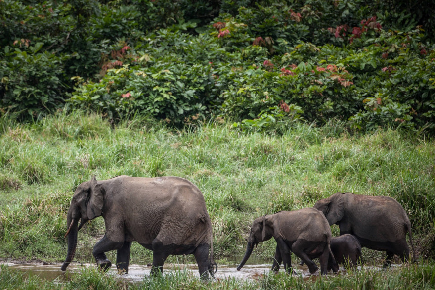 Des éléphants sauvages (illustration)