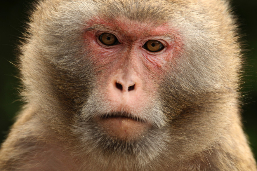 Une singe rhésus