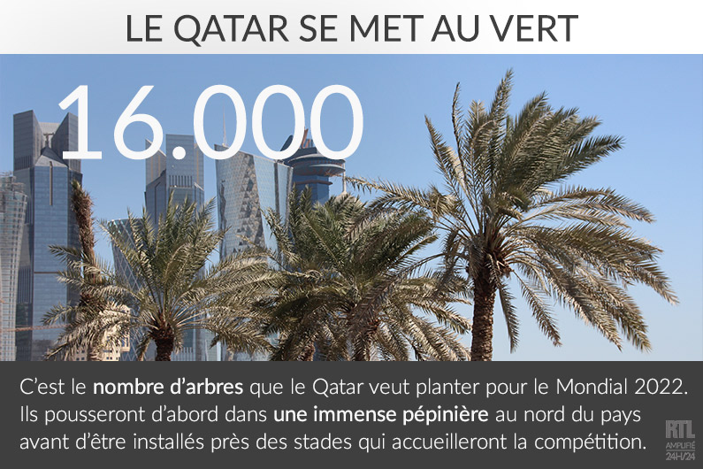 Mondial 2022 : le Qatar se lance dans la plantation d'arbres pour la compétition