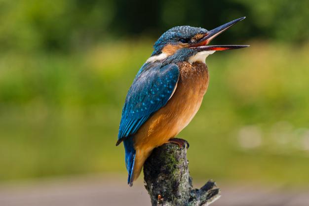 Un an de prison ferme contre un braconnier d'oiseaux protégés