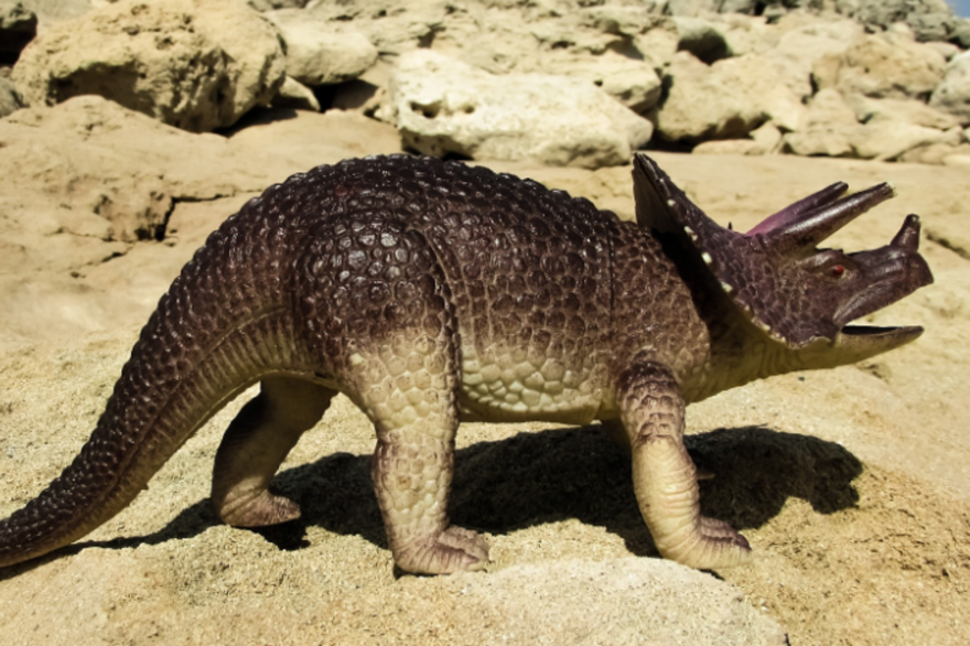 Un triceratops (Image d'illustration).