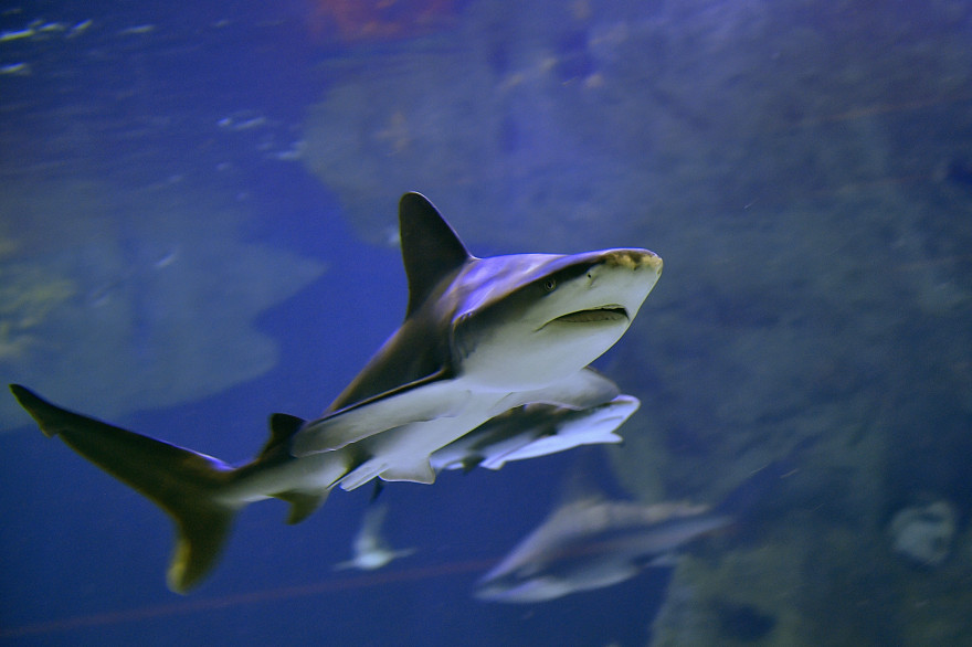 Un requin à l'Ocearium du Croisic