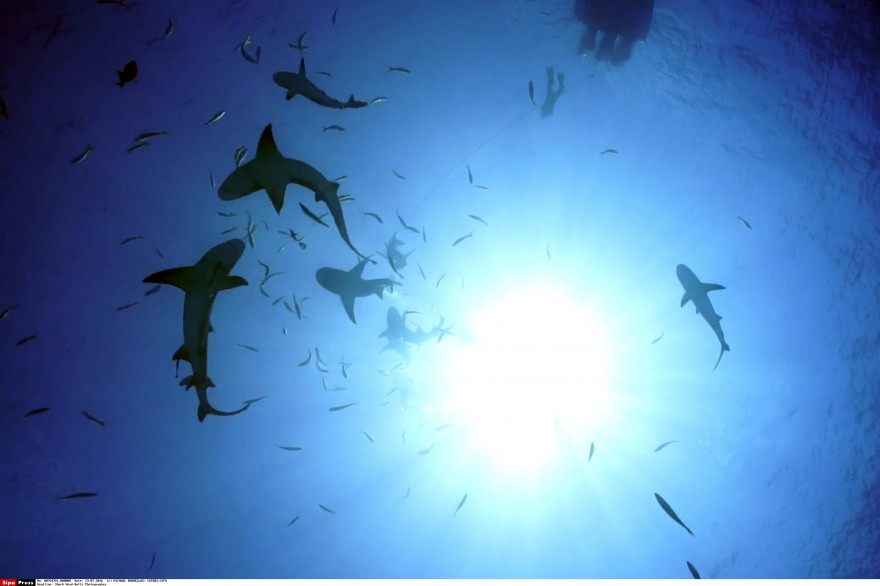 Pourquoi il ne faut pas avoir peur des requins en France (illustration)