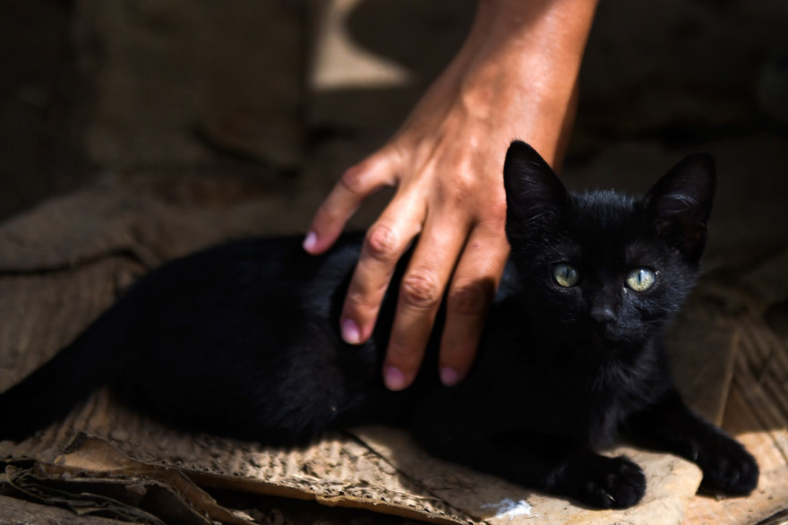 Un chat noir (illustration).