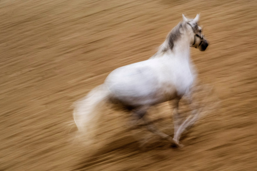 Un cheval (illustration)