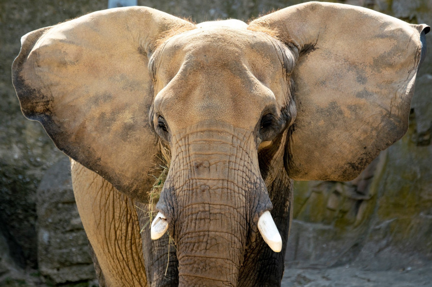 Un éléphant d'Afrique (illustration).