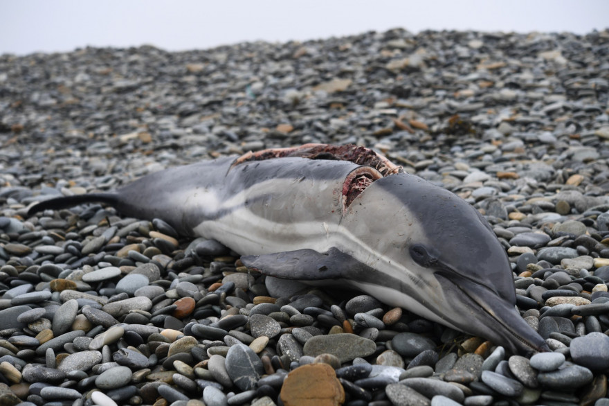 Un dauphin échoué sur une plage (illustration)