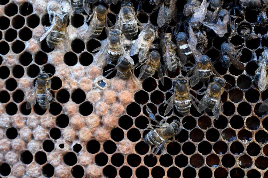 Des abeilles mortes exposées à Rennes pour montrer l'effet des néonicotinoïdes