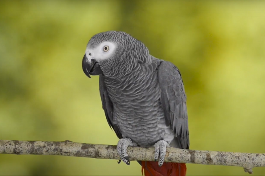 Meurthe Et Moselle Ivre Il Vole Deux Perroquets Dans Un Magasin