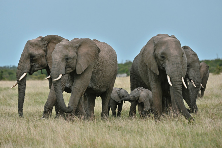Des éléphants photographiés au Kenya le 24 juin 2020.