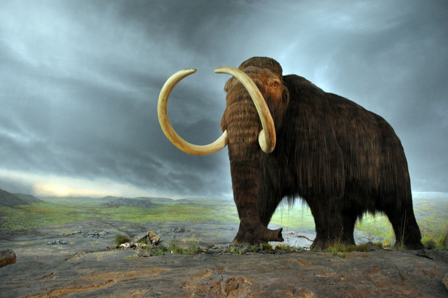 Plus de 100 mammouths, de chameaux, de chevaux, de bisons, de poissons, d'oiseaux, d'antilopes et de rongeurs ont été retrouvés