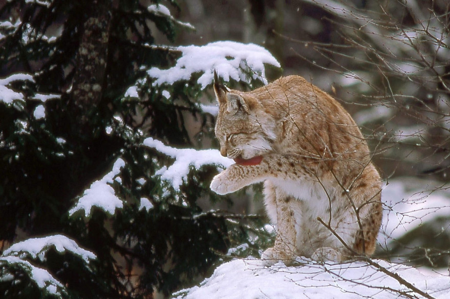 Le lynx boréal est une espèce "en danger" que l'on peut trouver dans les Vosges