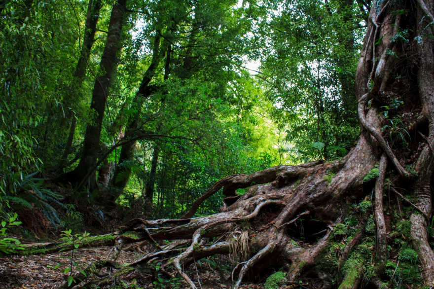Des arbres (illustration)