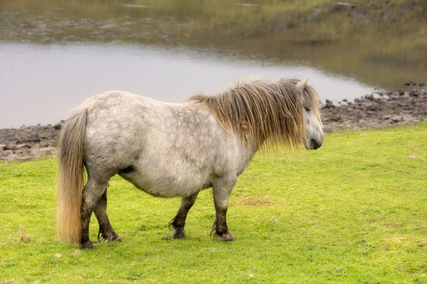 Un poney (illustration)