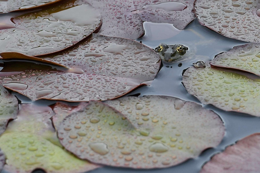 Une grenouille dans une mare (illustration)