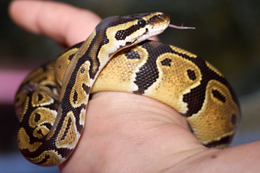 Un python royal (illustration)