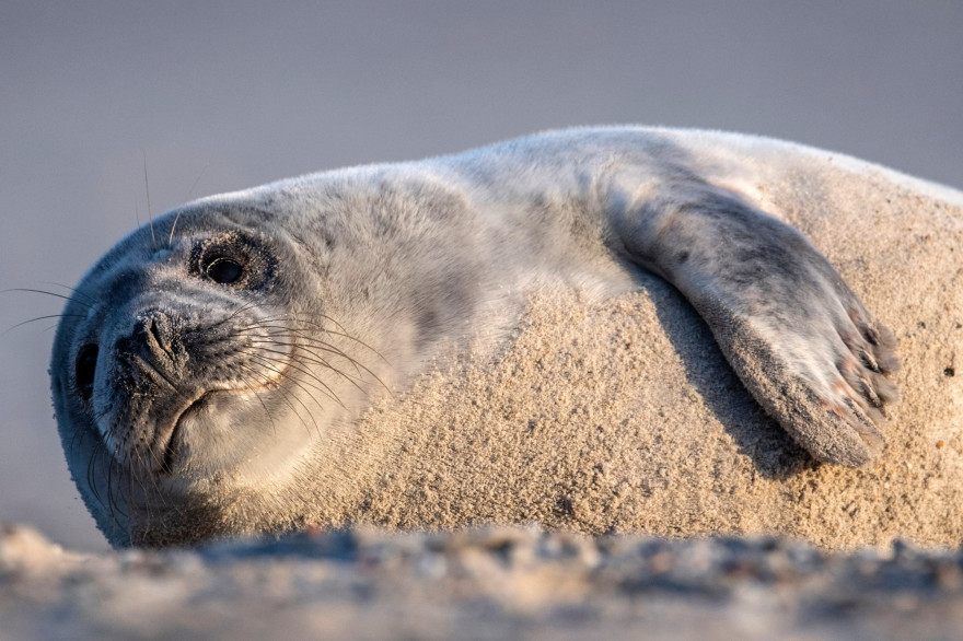 Un phoque gris, espèce quasi menacée d'extinction, en Allemagne