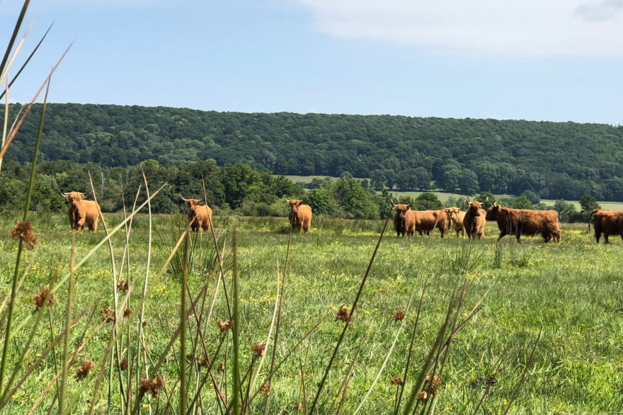 Un troupeau de vaches (illustration)