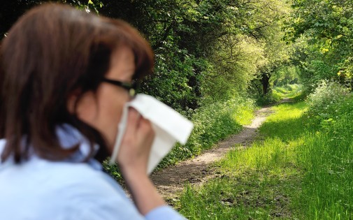 Le risque allergique lié au pollen de bouleau est jugé élevé dans l'Est par le RNSA (photo d'illustration).