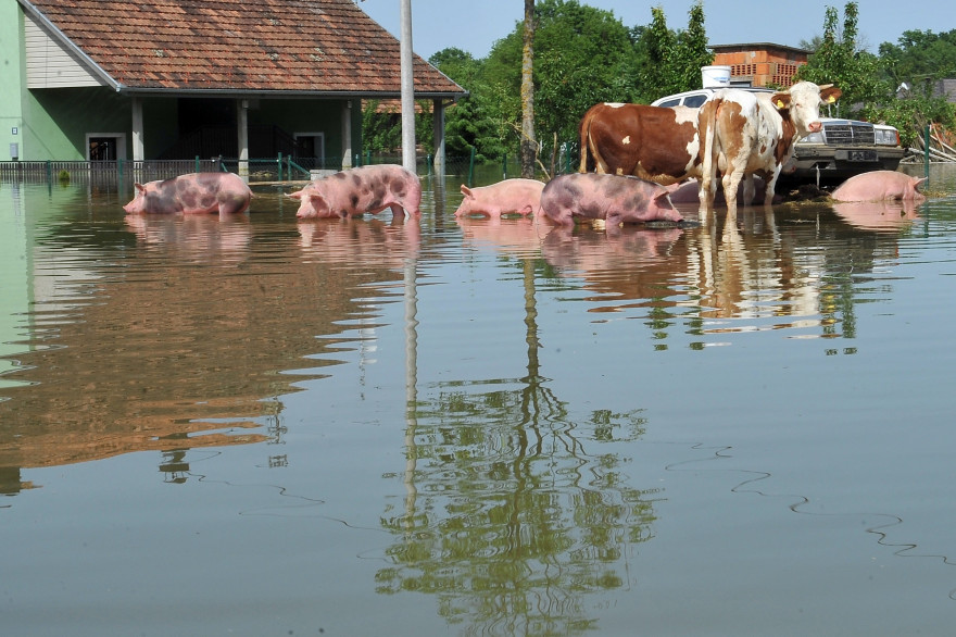 Des animaux cherchent un abri au sec dans leur ferme inondée à Domaljevac, dans le nord de la Bosnie, le 23 mai 2014
