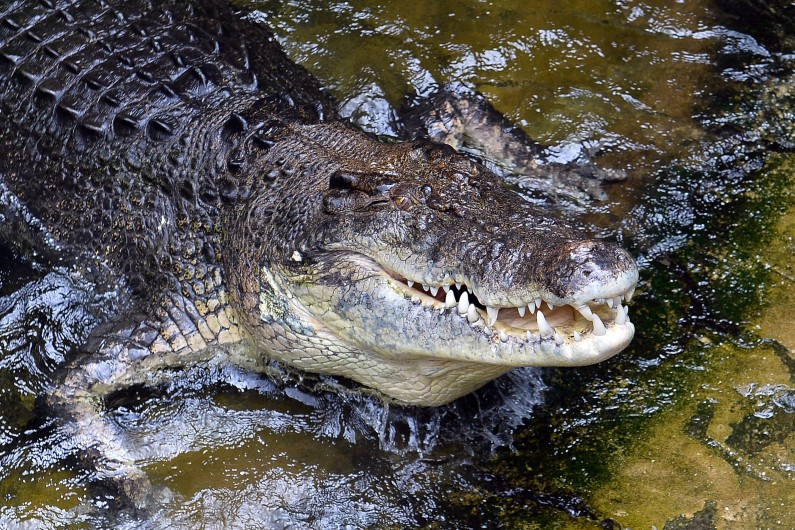 Les dealers faisaient garder leur argent par deux crocodiles.