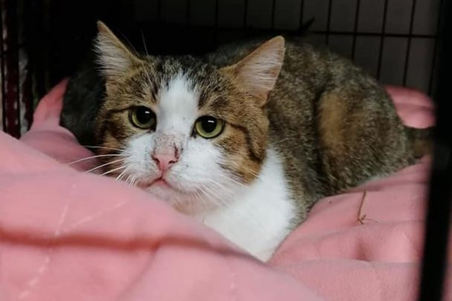 Un chat sauvé d'une maison insalubre à Objat, en Corrèze.