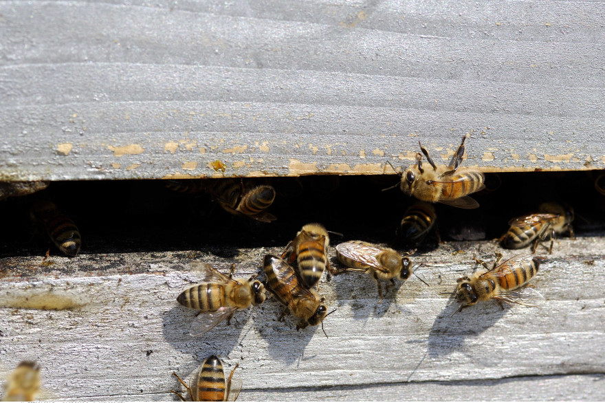 Des abeilles à l'entrée d'une ruche (illustration).
