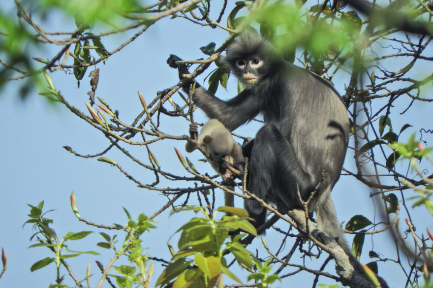 Le Popa langur découvert en Birmanie