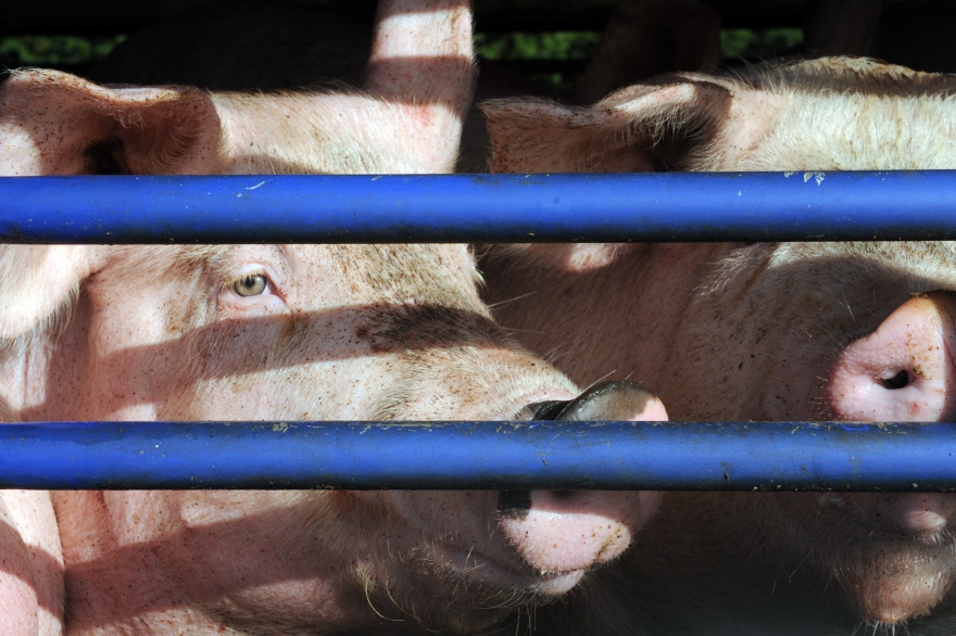 Des cochons, le 22 octobre 2013, dans l'ouest de la France. (illustration)