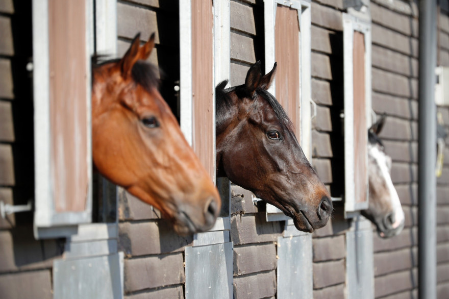 Des chevaux (illustration)