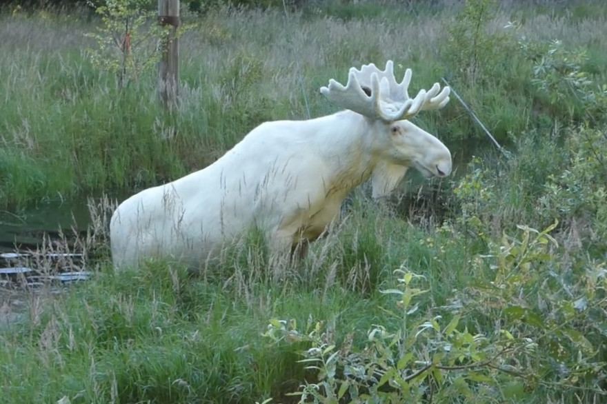 Un très rare élan blanc a été filmé par un randonneur, en Suède