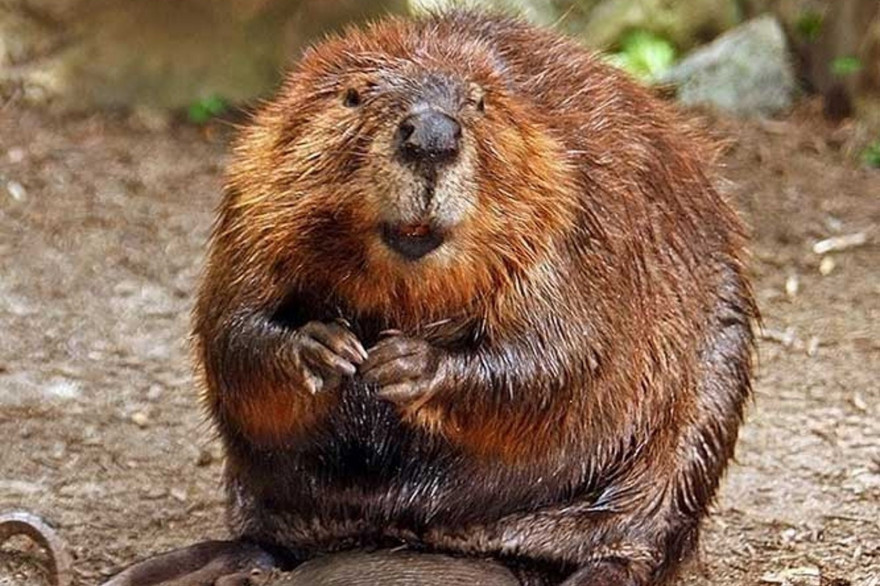 Le castor avait disparu depuis près de 40 ans