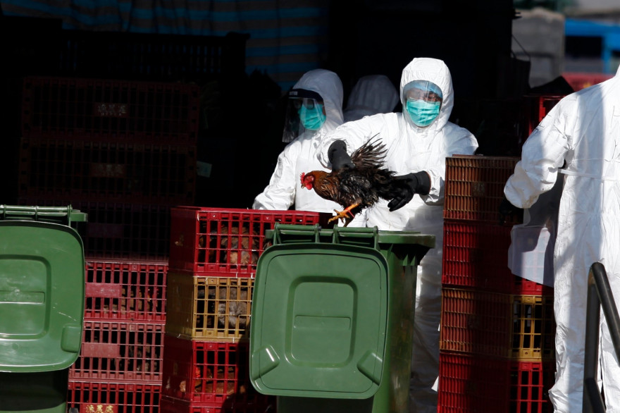 Il n'y a pas de risque connu "à ce jour" pour les humains en France concernant la grippe aviaire H5N8 (Image d'illustration)