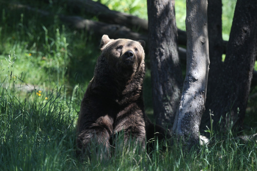 Un ours brun dans les Pyrénées (illustration).