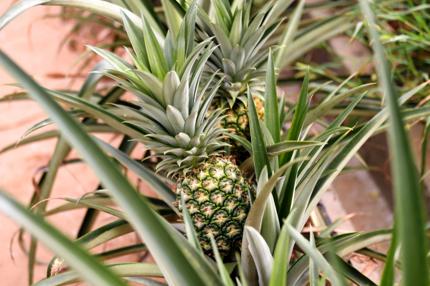 Un ananas (illustration
