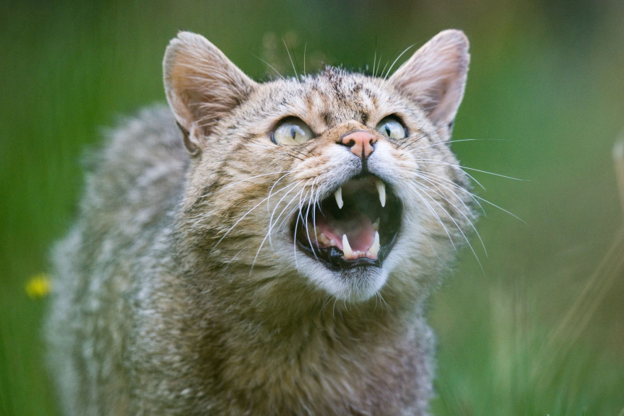 Un chat forestier photographié en 2019 (illustration)