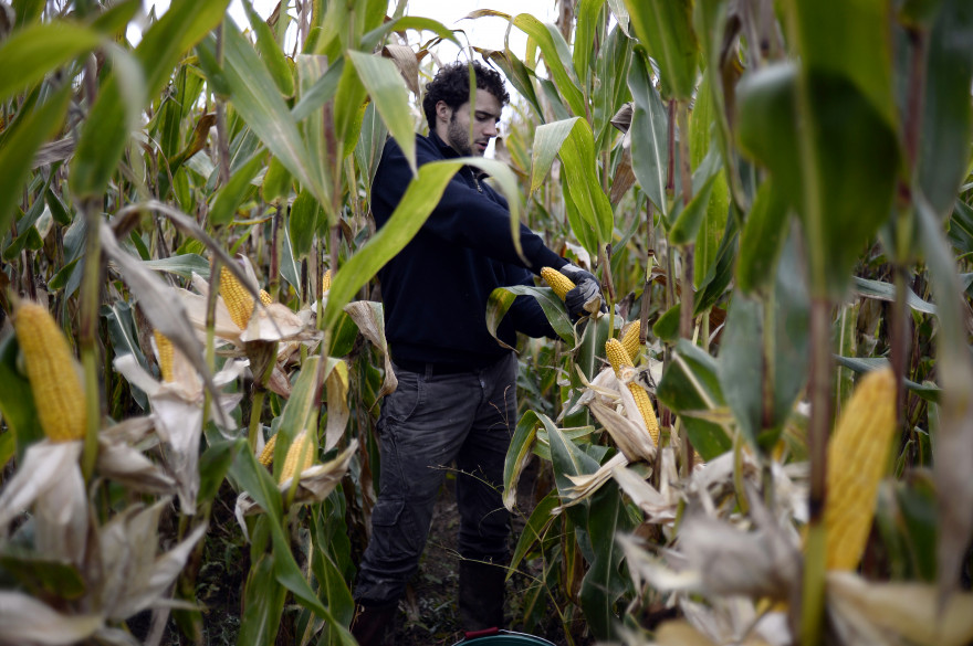 Un agriculteur dans un champ de maïs