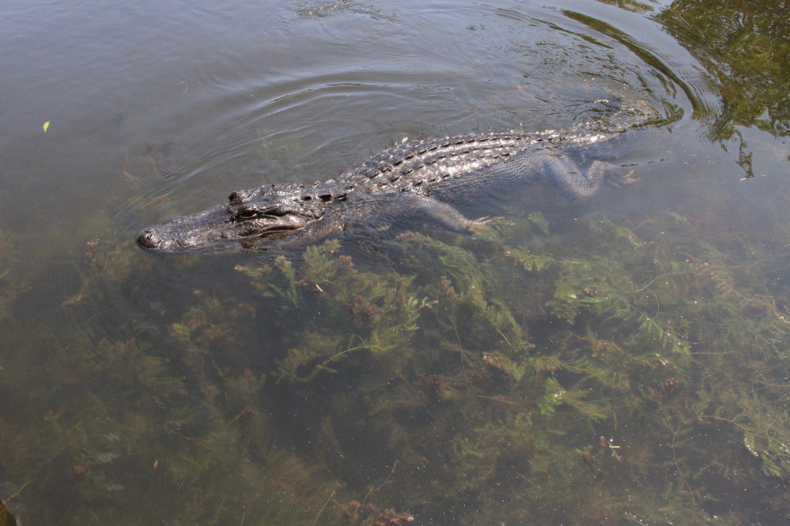 Le parc Gator Contry au Texas contient plusieurs centaines d'alligators (illustration)