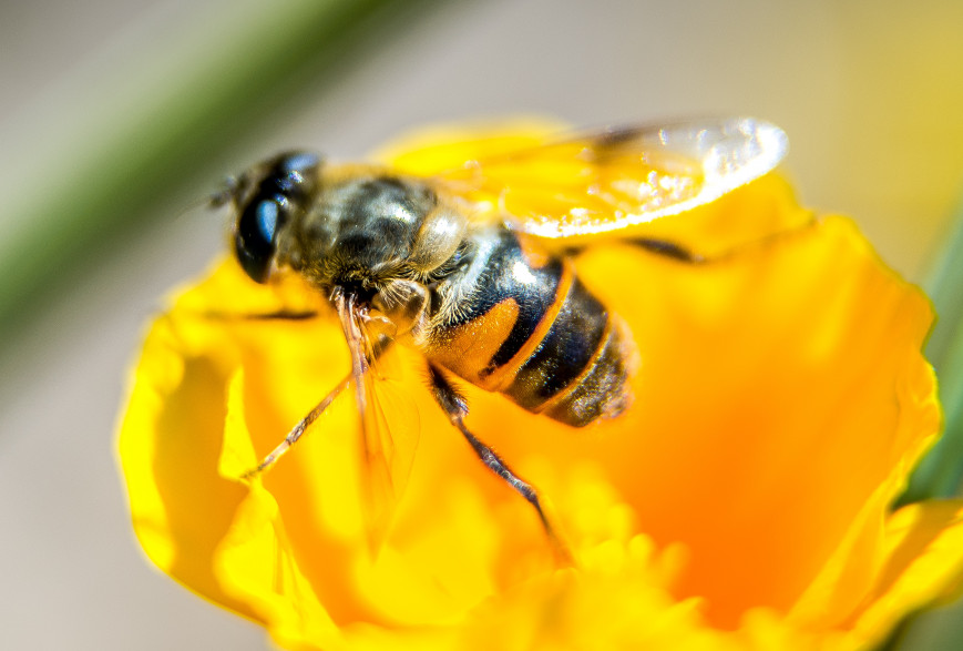 L'Union nationale de l'apiculture française s'alarme de l'autorisation de deux pesticides contenant des néonicotinoïdes, substances nuisibles pour les abeilles.