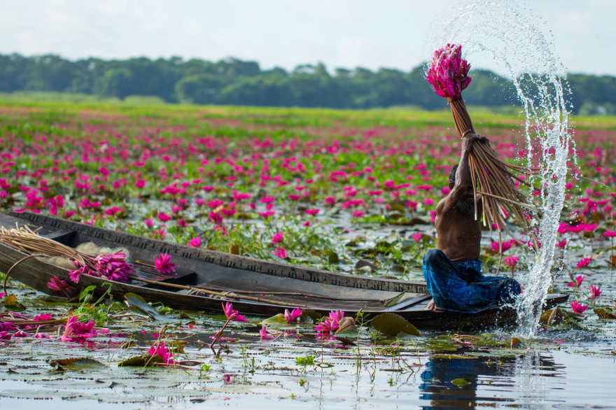 Une barque au milieu des lotus