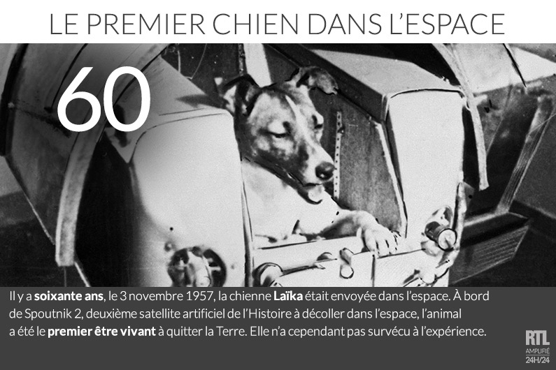 Laïka, premier chien envoyé dans l'espace